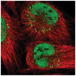 DNA Ligase I Antibody, Novus Biologicals 100&mu;L; Unlabeled:Antibodies,