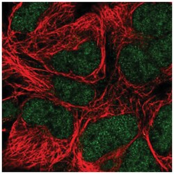 DNA Polymerase epsilon catalytic subunit A Antibody, Novus Biologicals