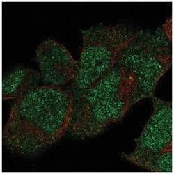 DNA Polymerase epsilon catalytic subunit A Antibody, Novus Biologicals:Antibodies:Primary