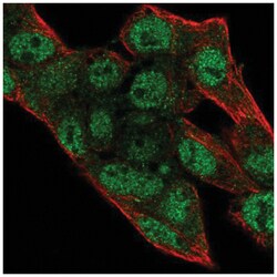 DNA Primase large subunit Antibody, Novus Biologicals 100 &mu;L | Buy Online | Novus Biologicals | Fisher Scientific