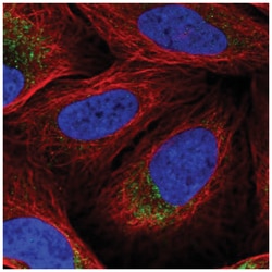DNA2 Antibody, Novus Biologicals:Antibodies:Primary Antibodies