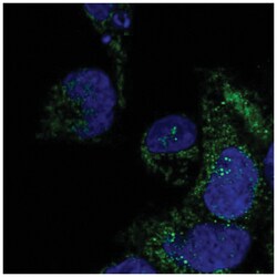 DNAAF3 Antibody, Novus Biologicals 100&mu;L; Unlabeled:Antibodies, Polyclonal