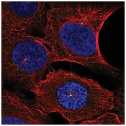 DNAH14 Antibody, Novus Biologicals:Antibodies:Primary Antibodies