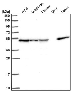 DNAJA2 Antibody, Novus Biologicals 25 &mu;L, Unlabeled:Antibodies, Polyclonal