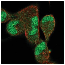 DNAJB5 Antibody, Novus Biologicals 100&mu;L; Unlabeled:Antibodies, Polyclonal