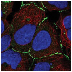 DNAJC18 Antibody, Novus Biologicals:Antibodies:Primary Antibodies