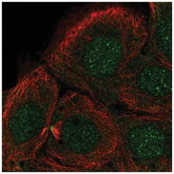 DNHD1 Antibody, Novus Biologicals 100&mu;L; Unlabeled:Antibodies, Polyclonal