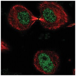 DNHD1 Antibody, Novus Biologicals:Antibodies:Primary Antibodies