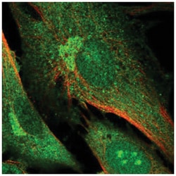 DNMBP Antibody, Novus Biologicals:Antibodies:Primary Antibodies