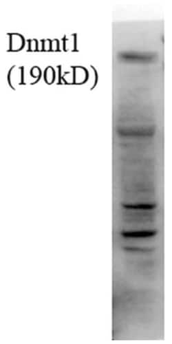 DNMT1 Antibody (4G11-C7), Novus Biologicals 25 &mu;g; Unlabeled:Antibodies,