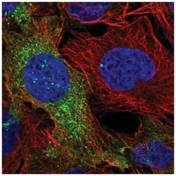 Dock5 Antibody, Novus Biologicals:Antibodies:Primary Antibodies