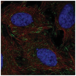 DOK5 Antibody, Novus Biologicals 100&mu;L; Unlabeled:Antibodies, Polyclonal