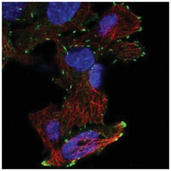 DOK6 Antibody, Novus Biologicals:Antibodies:Primary Antibodies