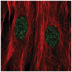 DPF3 Antibody, Novus Biologicals 100&mu;L; Unlabeled:Antibodies, Polyclonal