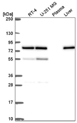 DPY19L2 Antibody, Novus Biologicals:Antibodies:Primary Antibodies