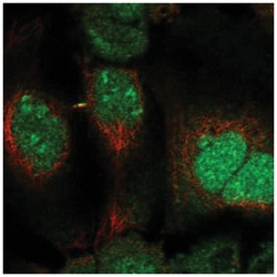 DUSP11 Antibody, Novus Biologicals:Antibodies:Primary Antibodies
