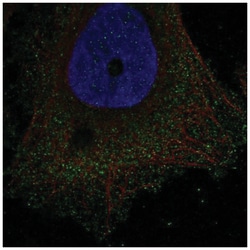 DUSP15 Antibody, Novus Biologicals:Antibodies:Primary Antibodies