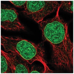DUSP2 Antibody, Novus Biologicals 100&mu;L; Unlabeled:Antibodies, Polyclonal