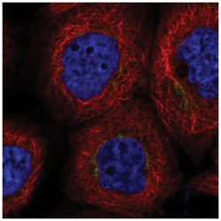 DYM Antibody, Novus Biologicals:Antibodies:Primary Antibodies