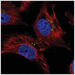 Dynamin 3 Antibody, Novus Biologicals 25 &mu;L:Antibodies, Polyclonal
