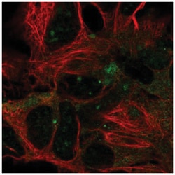 DYNC1LI2 Antibody, Novus Biologicals:Antibodies:Primary Antibodies
