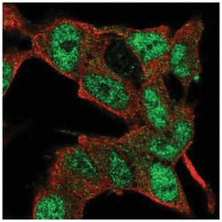 E2F3 Antibody, Novus Biologicals 100&mu;L; Unlabeled:Antibodies, Polyclonal