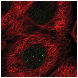 E2F5 Antibody, Novus Biologicals 25 &mu;L, Unlabeled:Antibodies, Polyclonal