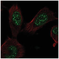 E2F7 Antibody, Novus Biologicals 25 &mu;L, Unlabeled:Antibodies, Polyclonal