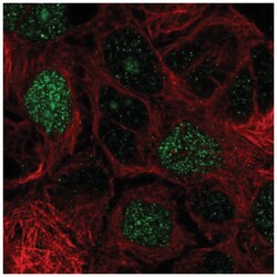 E2F8 Antibody, Novus Biologicals:Antibodies:Primary Antibodies