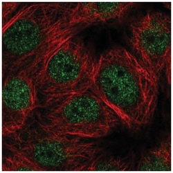 E4F1 Antibody, Novus Biologicals 100&mu;L; Unlabeled:Antibodies, Polyclonal
