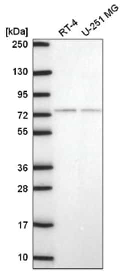 E4F1 Antibody, Novus Biologicals 100&mu;L; Unlabeled:Antibodies, Polyclonal