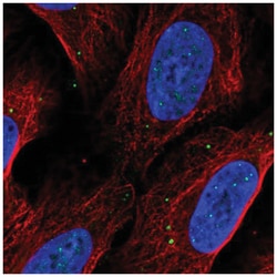 EAF1 Antibody, Novus Biologicals:Antibodies:Primary Antibodies