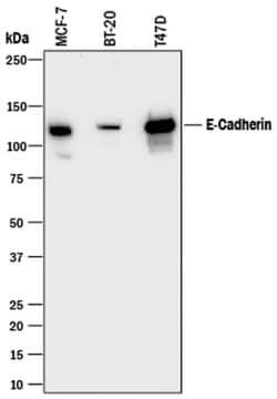 Human E-Cadherin Antibody, R D Systems 25 &mu;g | Buy Online | R&D Systems | Fisher Scientific