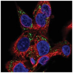 EDA/Ectodysplasin Antibody, Novus Biologicals:Antibodies:Primary Antibodies