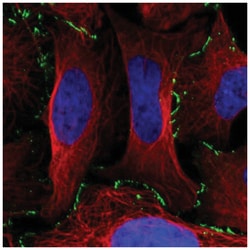 EDA2R/TNFRSF27/XEDAR Antibody, Novus Biologicals 100&mu;L; Unlabeled:Antibodies,