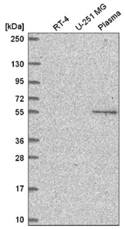 EED Antibody, Novus Biologicals:Antibodies:Primary Antibodies