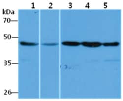 eEF1A1 Mouse anti-Human, Clone: 23C11, Novus Biologicals:Antibodies:Primary