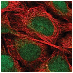 EEF1E1 Antibody, Novus Biologicals:Antibodies:Primary Antibodies
