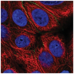 EFCAB11 Antibody, Novus Biologicals 100 &mu;L | Buy Online | Novus Biologicals | Fisher Scientific