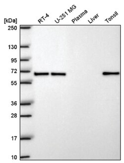 EHD1 Antibody, Novus Biologicals 25 &mu;L:Antibodies, Polyclonal