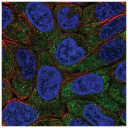 eIF2B epsilon Antibody, Novus Biologicals 100&mu;L; Unlabeled:Antibodies,