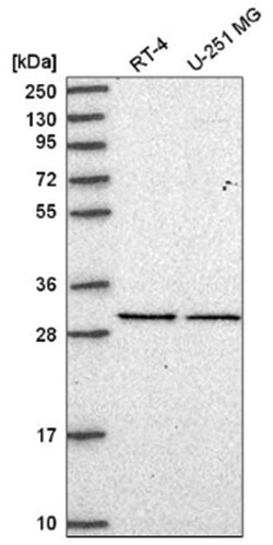eIF2B1 Antibody, Novus Biologicals:Antibodies:Primary Antibodies