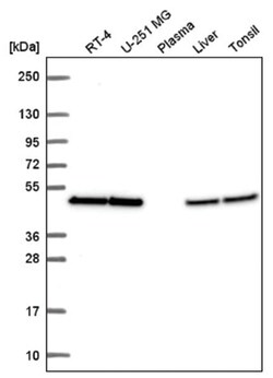 eIF4A2 Antibody, Novus Biologicals:Antibodies:Primary Antibodies