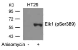 Elk-1, p Ser389 Antibody, Novus Biologicals 0.1mg; Unlabeled:Antibodies,