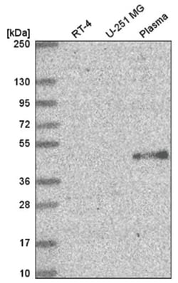 ELOVL5 Antibody, Novus Biologicals:Antibodies:Primary Antibodies