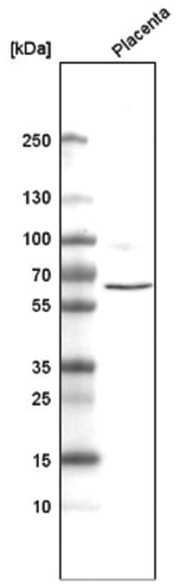 ELTD1/ETL Antibody (CL4164), Novus Biologicals 100 &mu;L | Buy Online | Novus Biologicals | Fisher Scientific