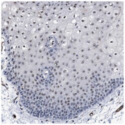 EMG1 Antibody, Novus Biologicals:Antibodies:Primary Antibodies