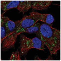 EML6 Antibody, Novus Biologicals 100&mu;L; Unlabeled:Antibodies, Polyclonal
