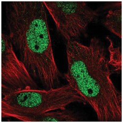 EMP/MAEA Antibody, Novus Biologicals 25 &mu;L:Antibodies, Polyclonal