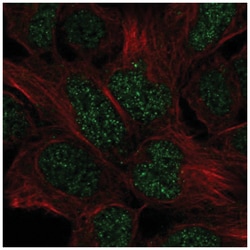 engrailed homeobox 2 Antibody, Novus Biologicals:Antibodies:Primary Antibodies